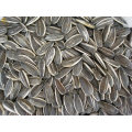 Good Taste and Best Quality Sunflower Seeds